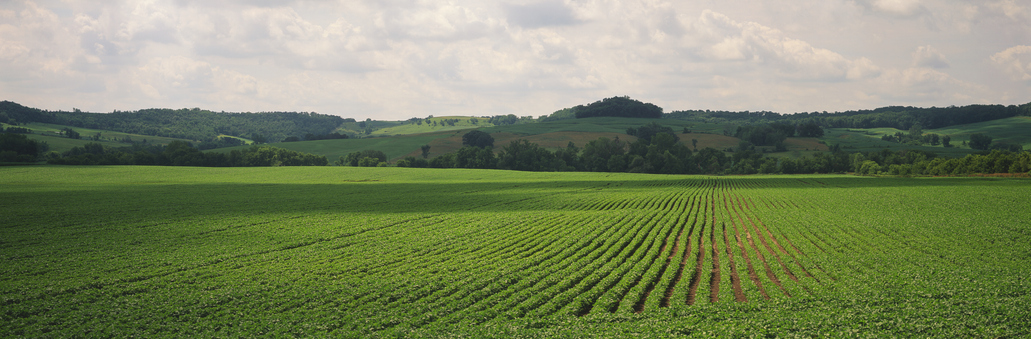Landscape of soy bean plants.